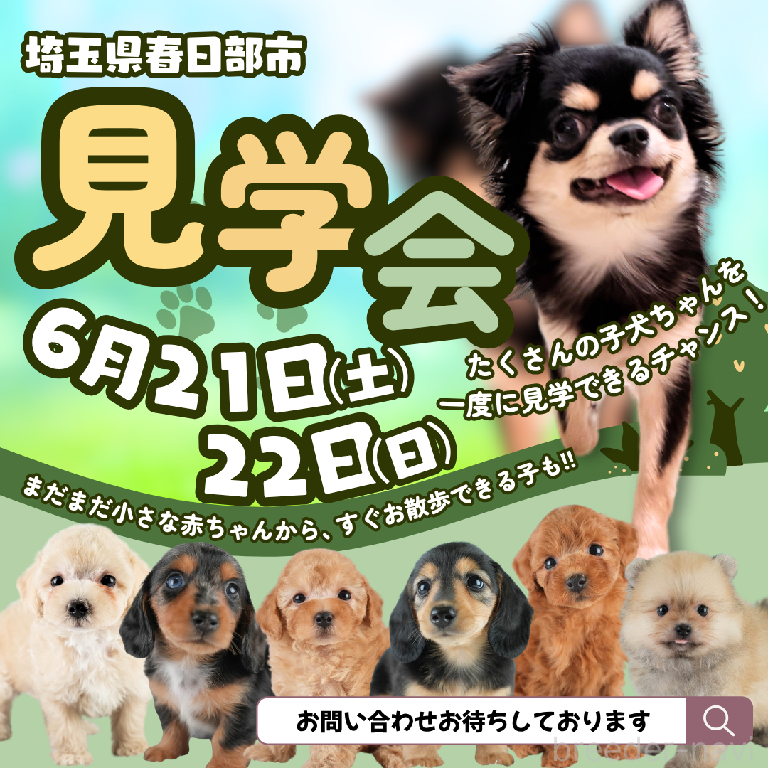販売中の埼玉県のタイニープードル-377573の3枚目